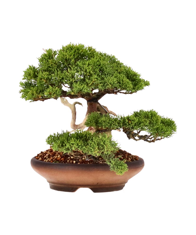 bonsai.fallbackImageTitle bonsai.fallbackImageTitle