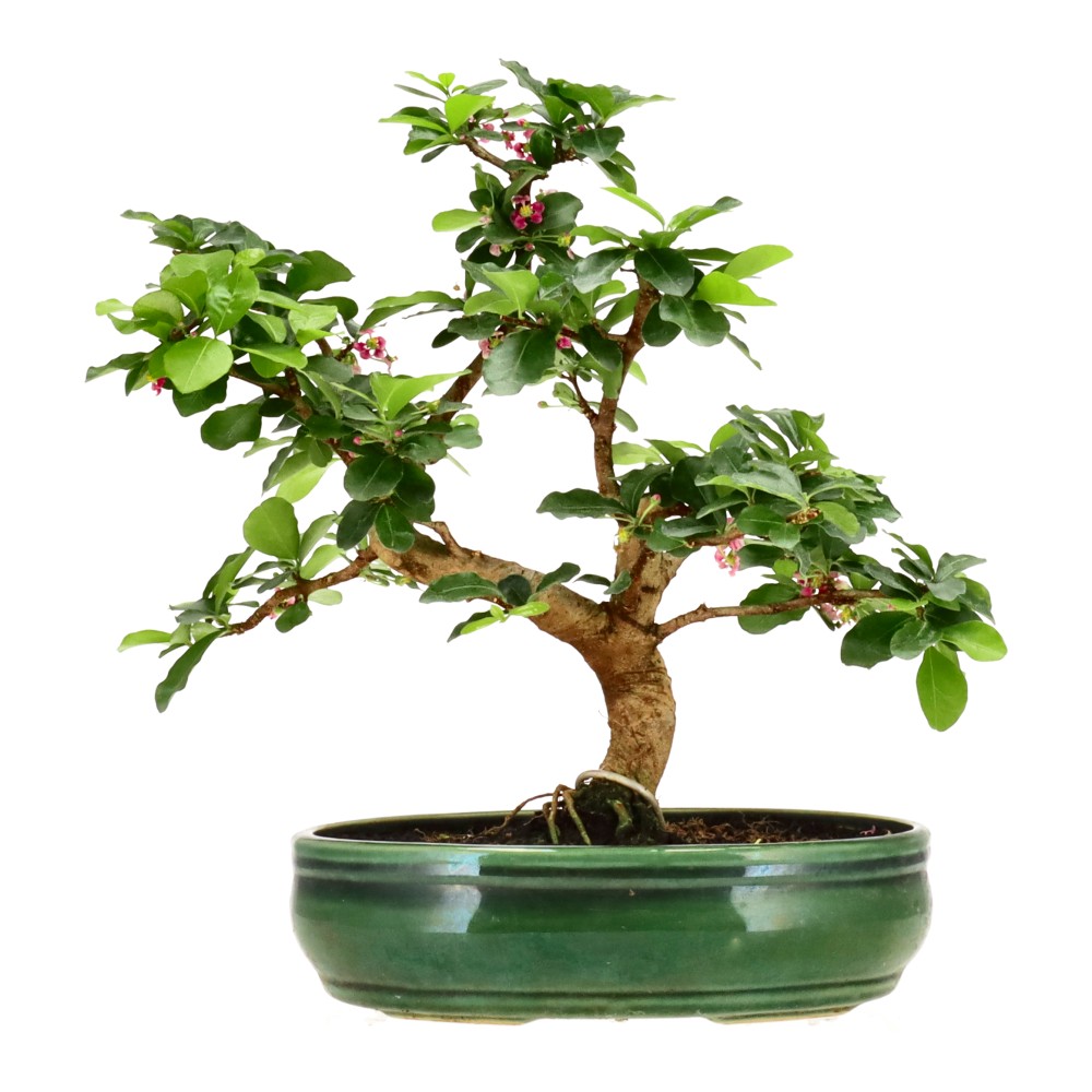 bonsai.fallbackImageTitle