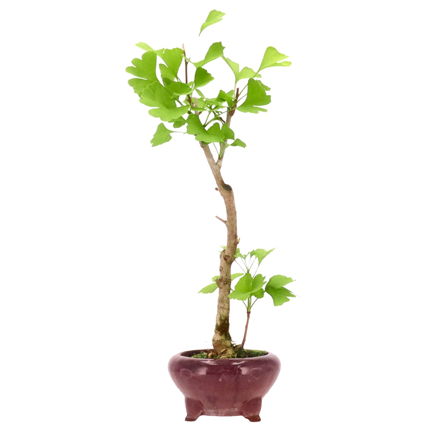 Ginkgo, ca. 10 J. (42 cm)