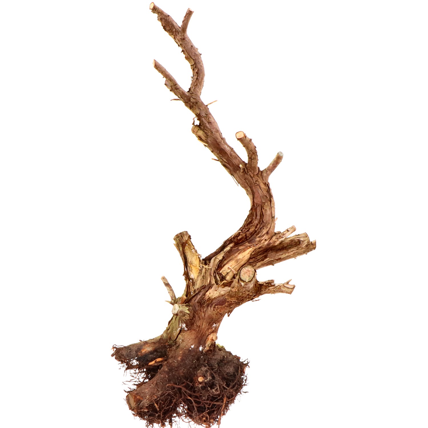 Deadwood