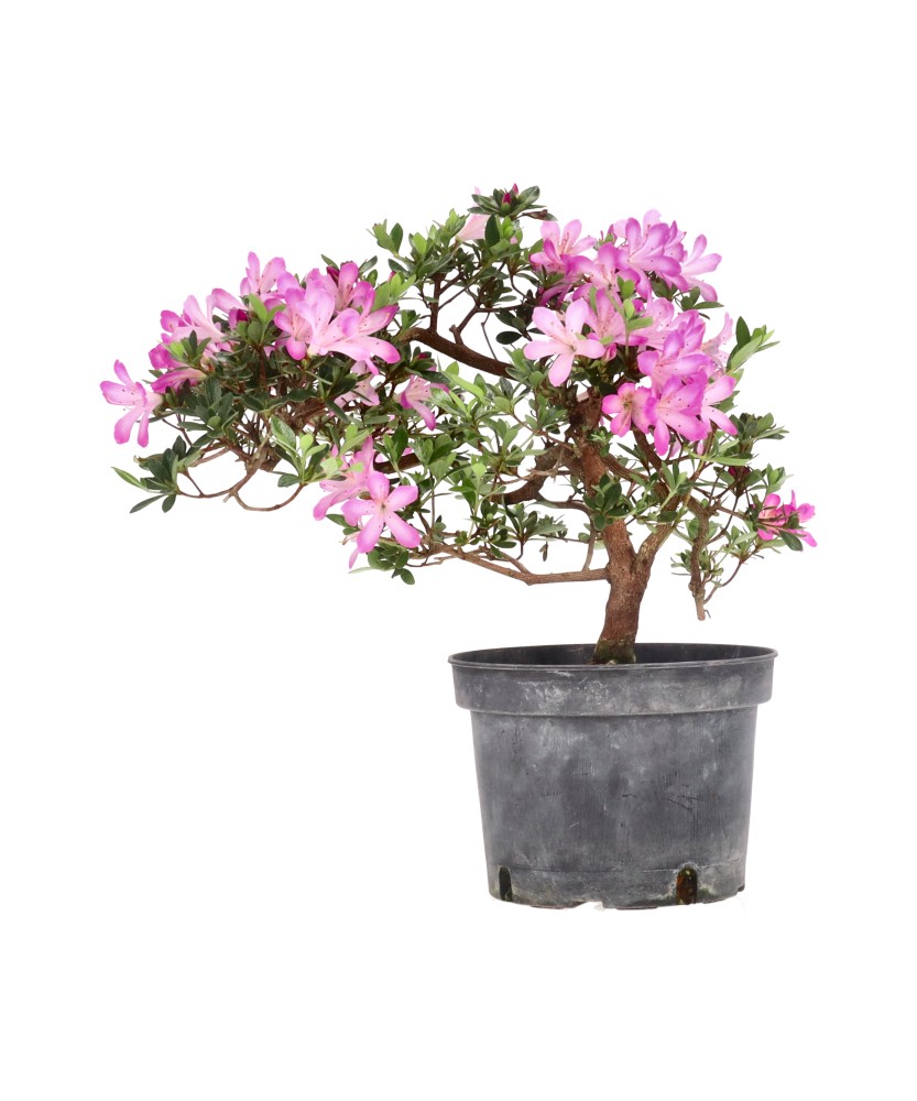bonsai.fallbackImageTitle bonsai.fallbackImageTitle