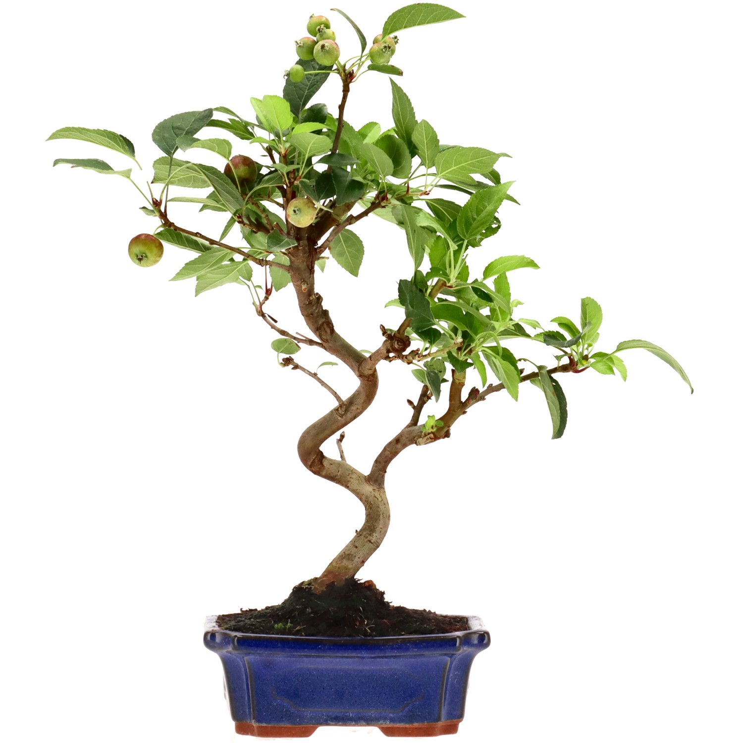 Manzano silvestre, aprox. 10 años (35 cm)