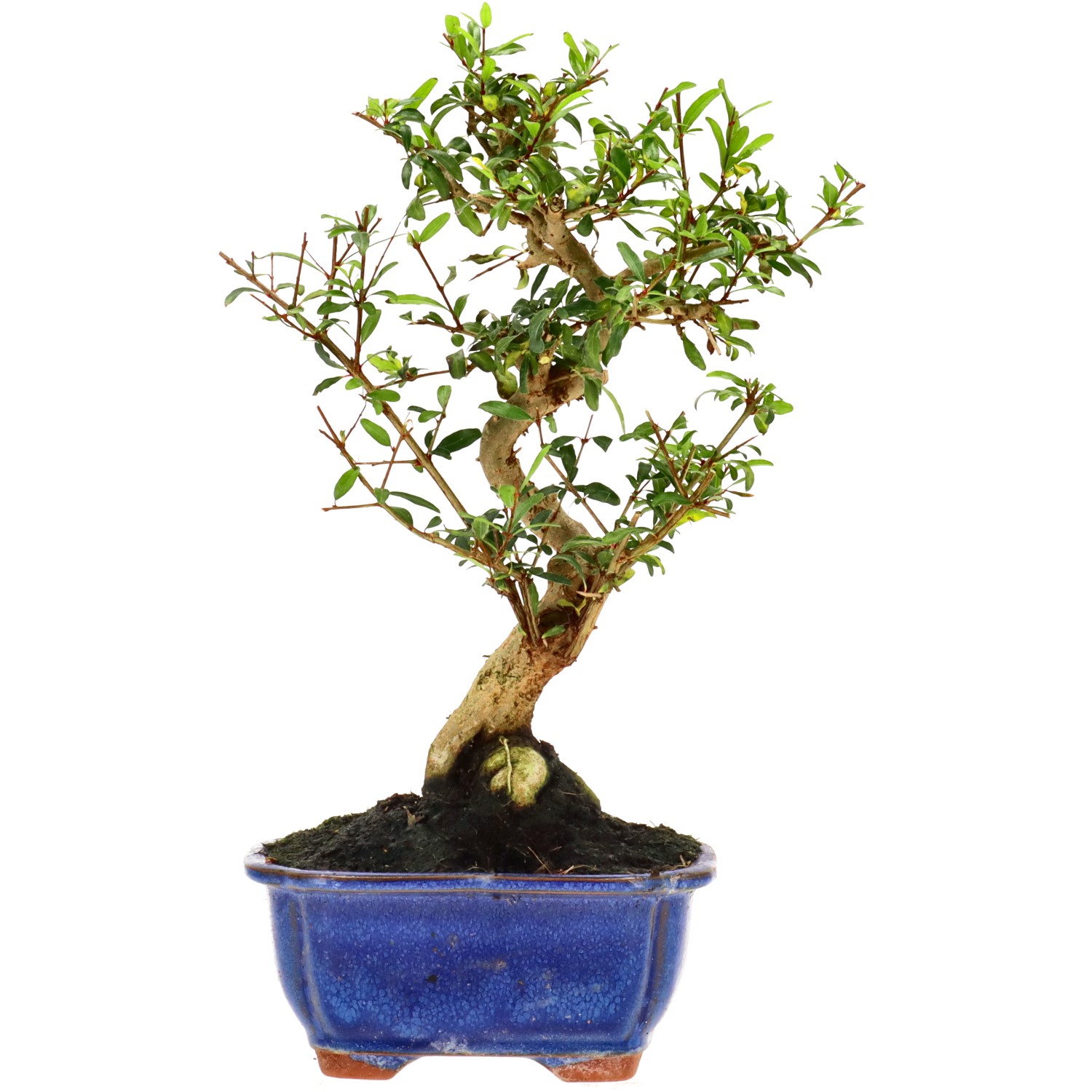 Granatapfel, ca. 9 J. (28 cm)