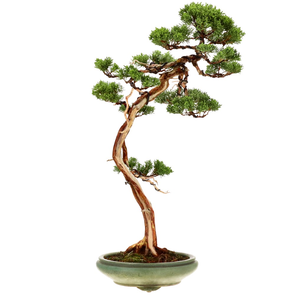 bonsai.fallbackImageTitle bonsai.fallbackImageTitle