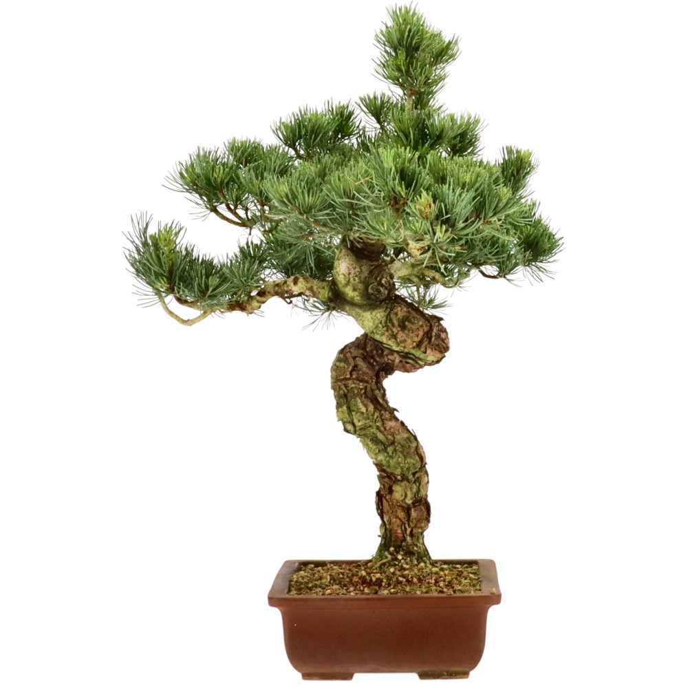 bonsai.fallbackImageTitle bonsai.fallbackImageTitle
