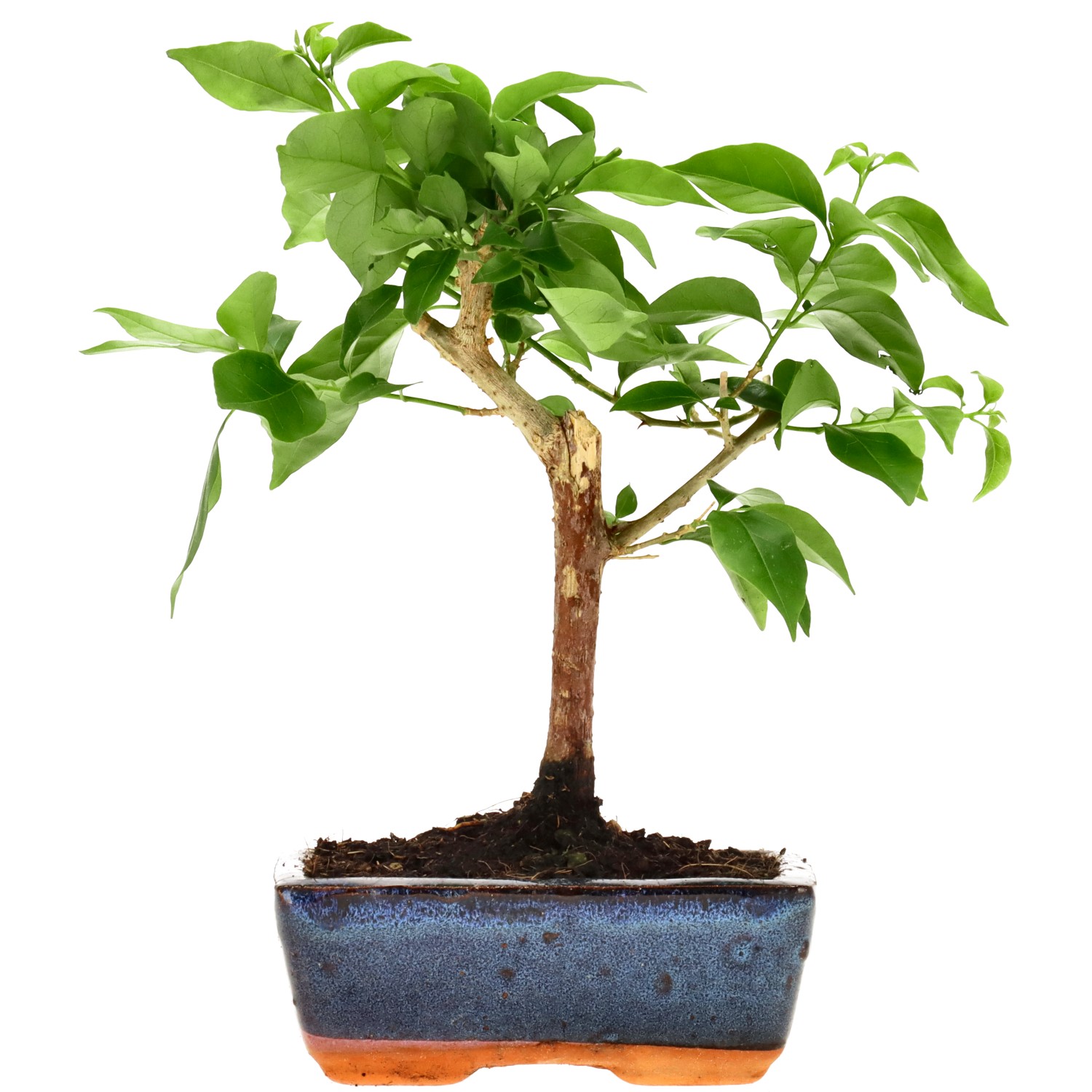 Bougainvillea (Drillingsblume), ca. 7 J. (24 cm)