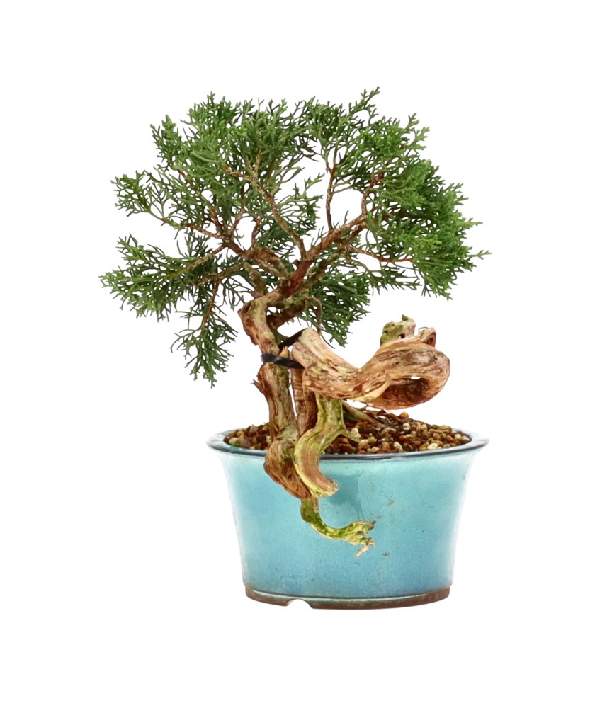 bonsai.fallbackImageTitle bonsai.fallbackImageTitle