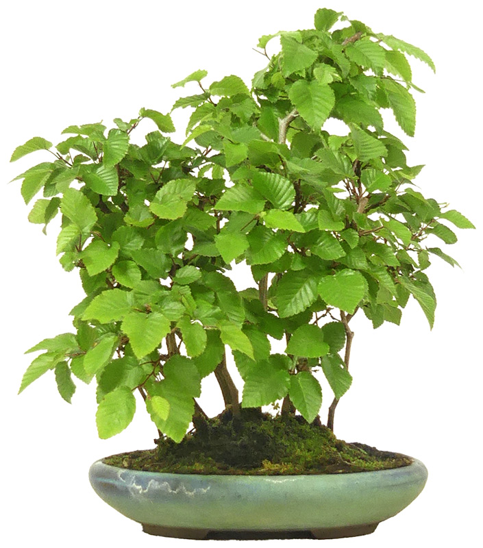 [L002] Korean Hornbeam, ca. 10 years