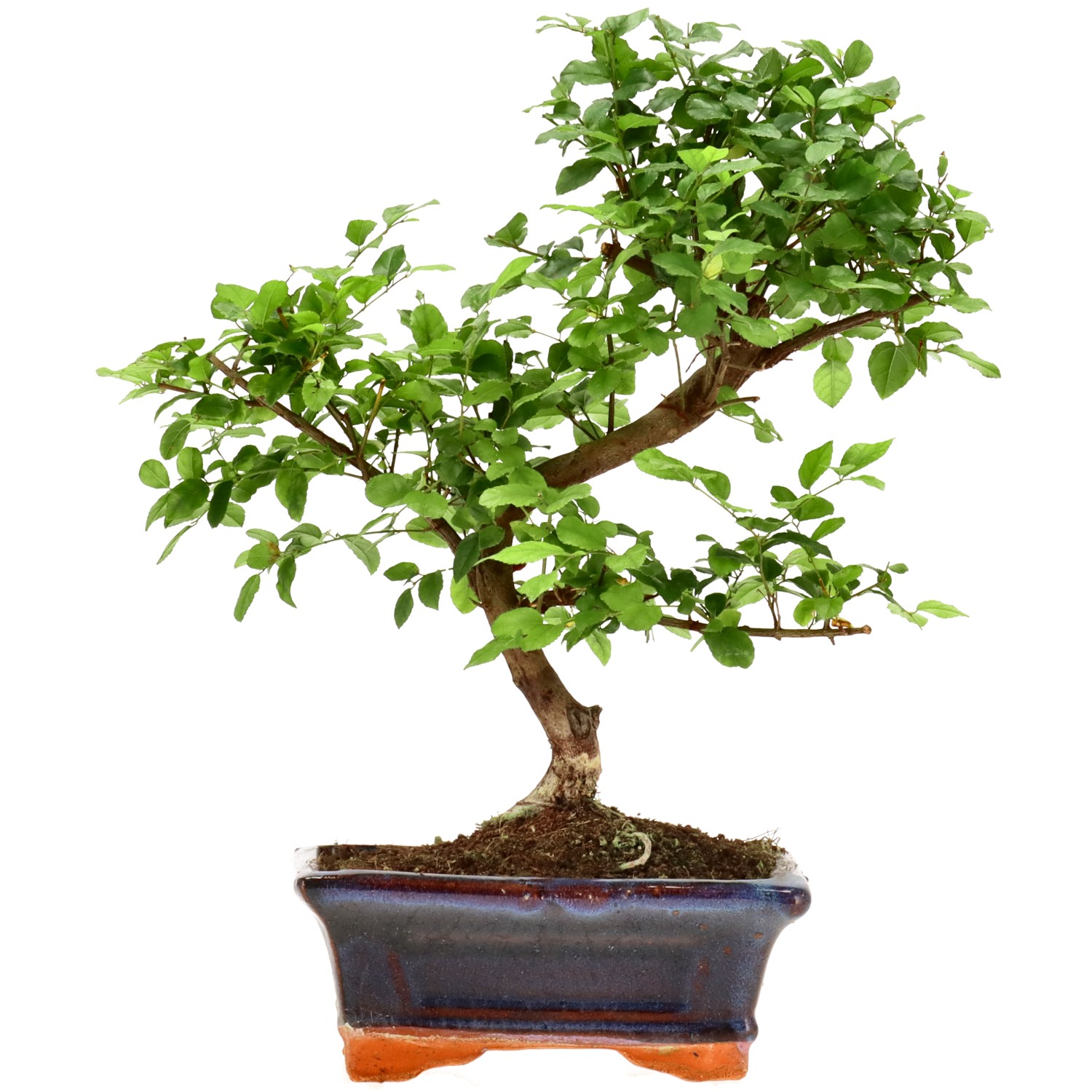 Sageretia theezans, env. 9 ans (26 cm)