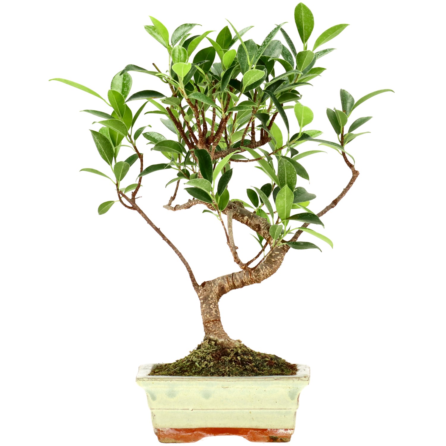 Chin. Feigenbaum (Retusa), ca. 7 J. (29 cm)