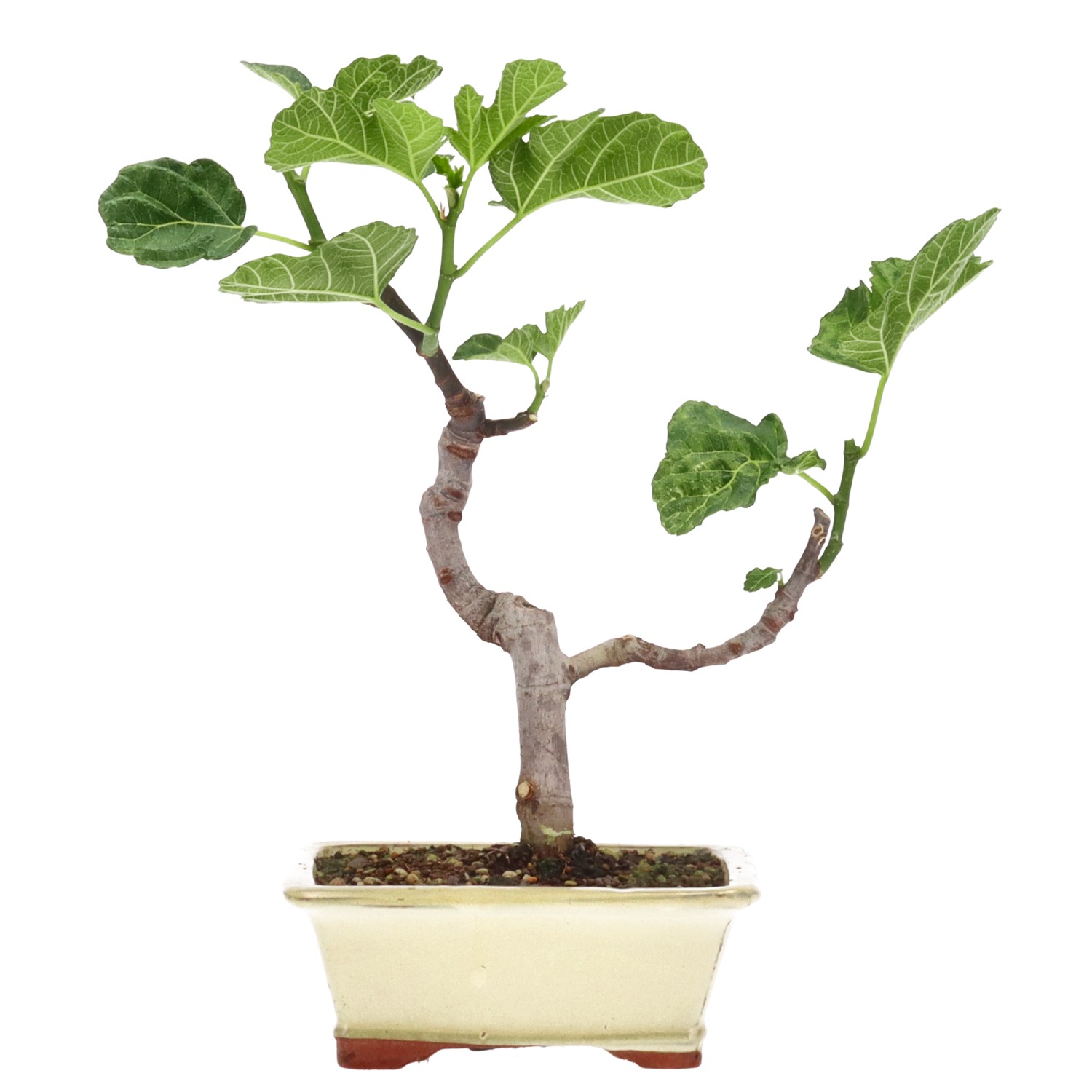 Ficus carica, ca. 7 anni (30 cm)