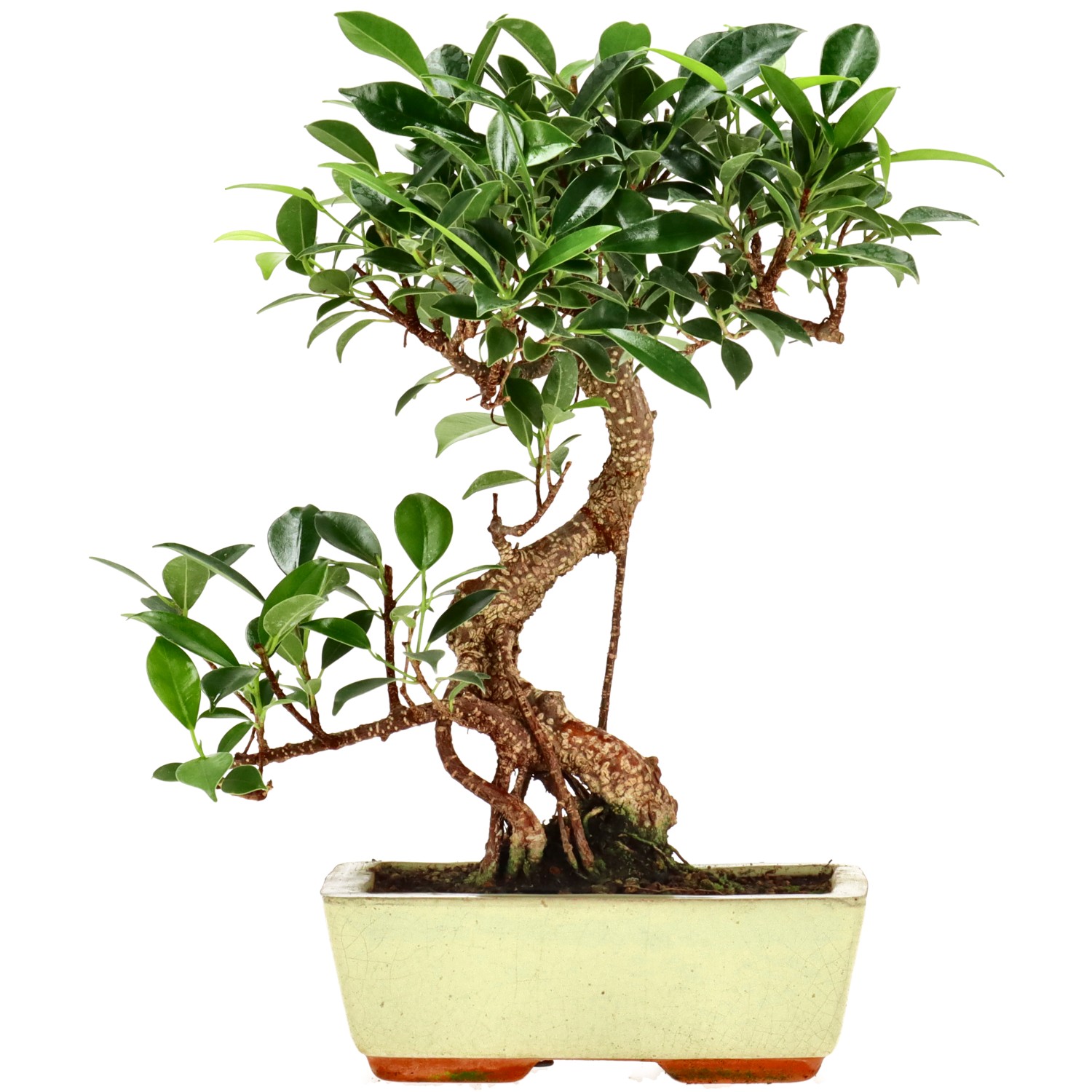 Chin. Feigenbaum (Retusa), ca. 9 J. (29 cm)