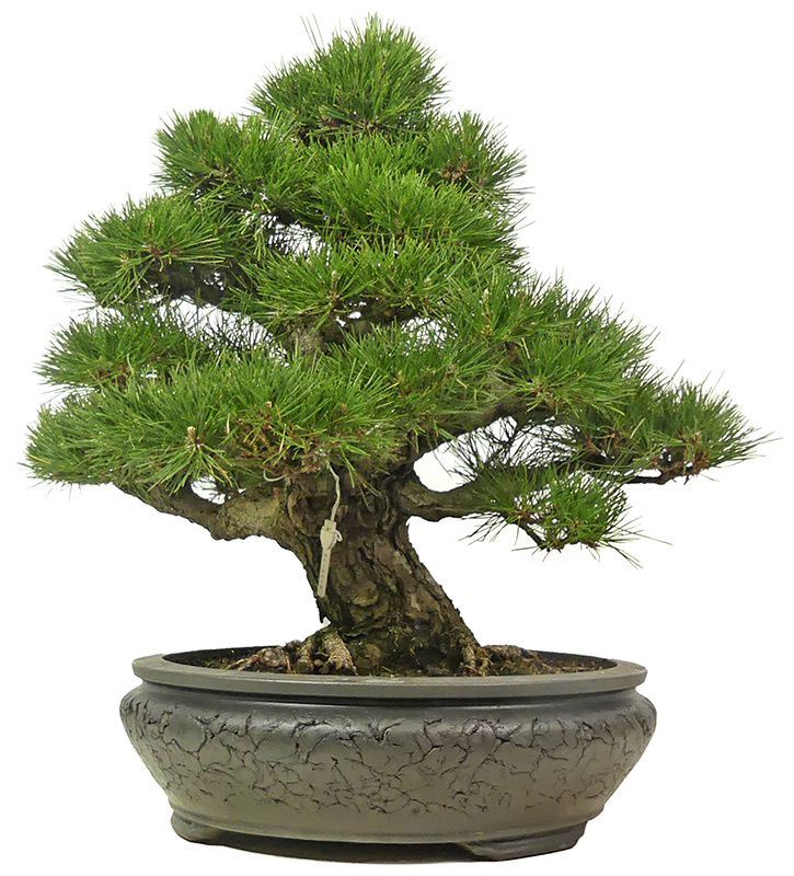 Jap. Schwarzkiefer, ca. 35 J. (55 cm) bonsai.fallbackImageTitle