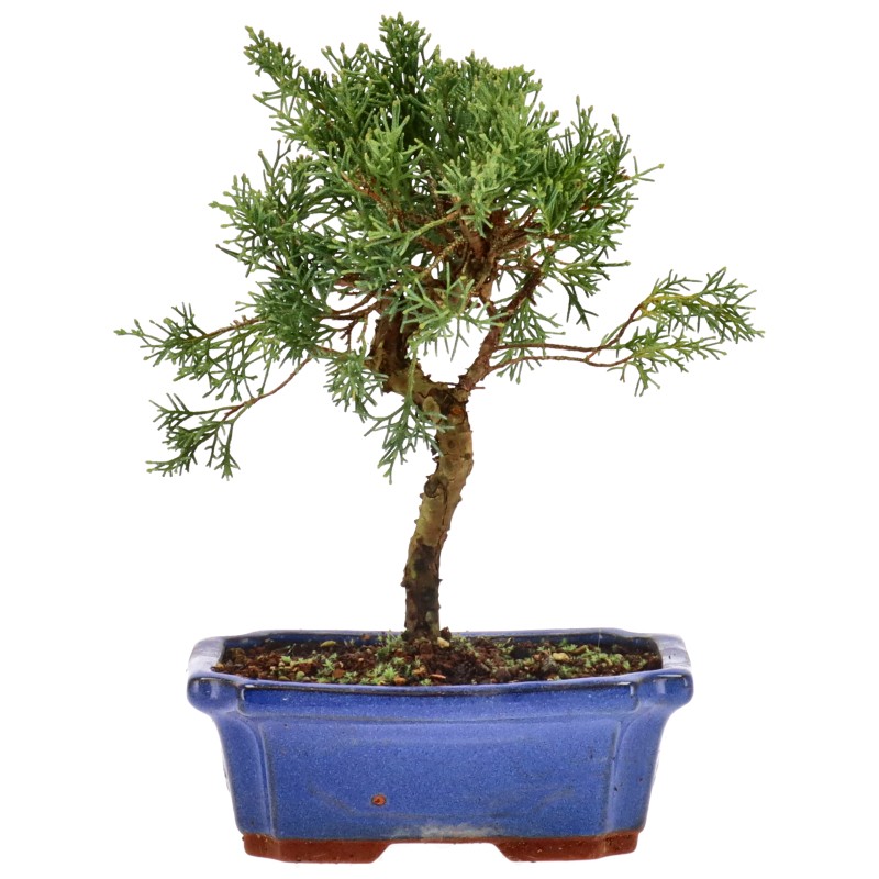 Chin. Wacholder, ca. 9 J. (24 cm) bonsai.fallbackImageTitle