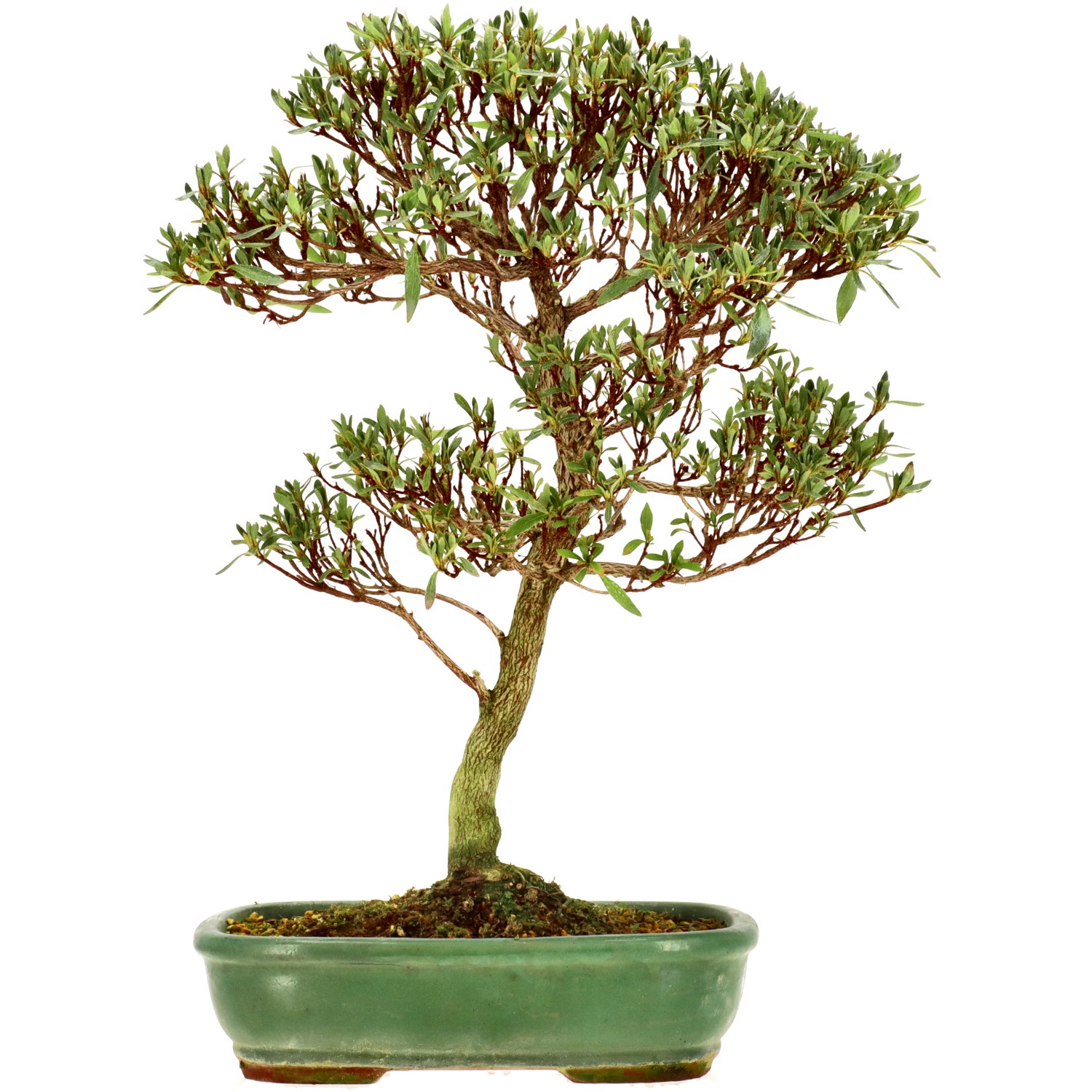 Jap. Azalee, ca. 12 J. (41 cm)  