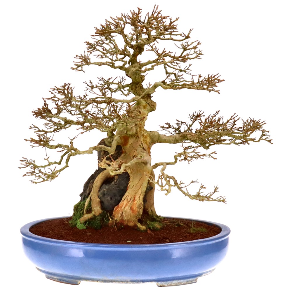 bonsai.fallbackImageTitle bonsai.fallbackImageTitle