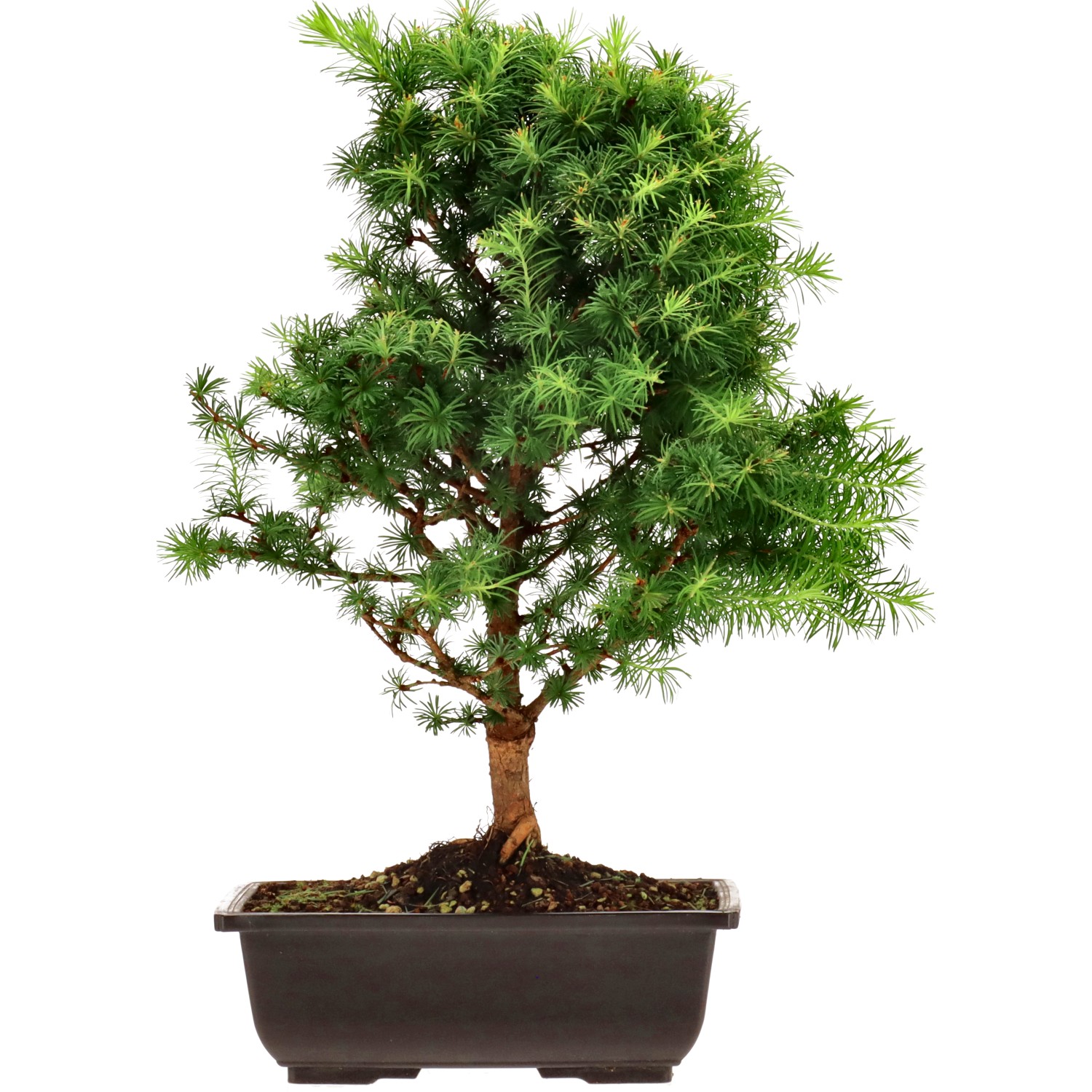 Mélèze du Japon, env. 8 ans (40 cm)