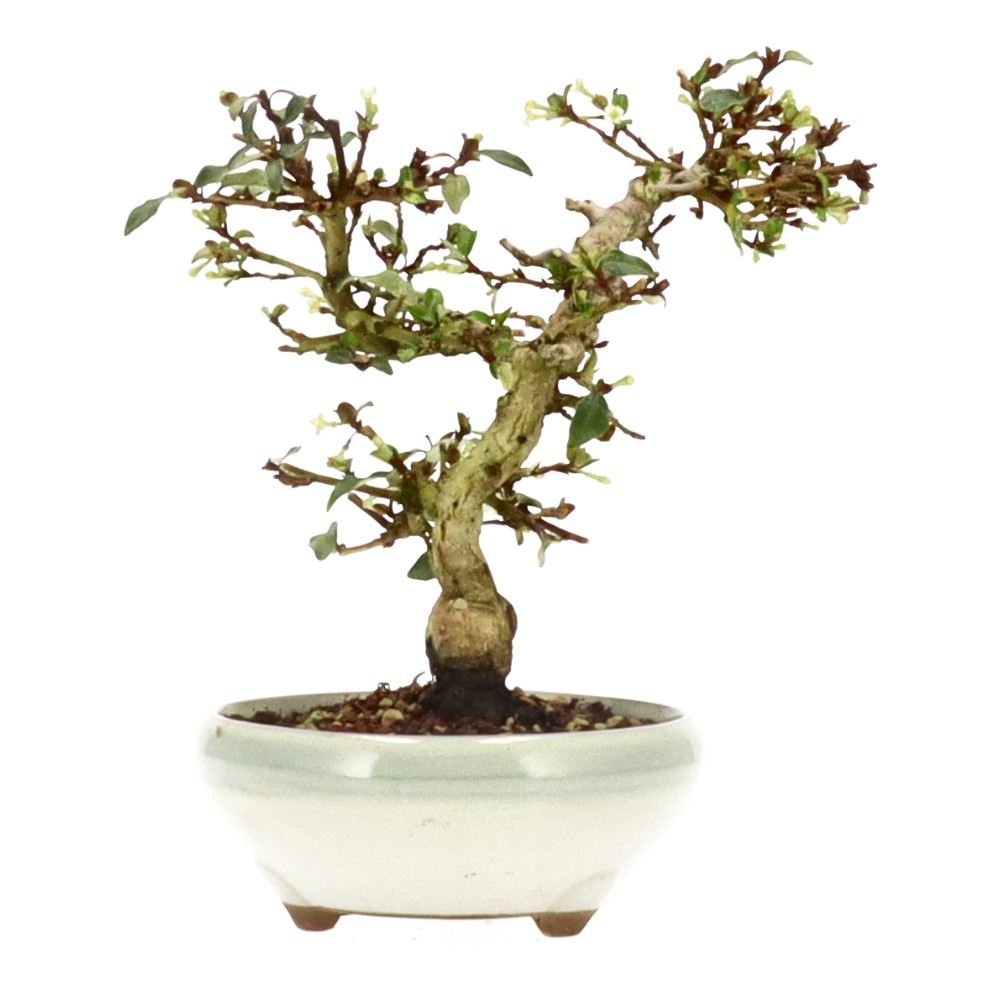 bonsai.fallbackImageTitle bonsai.fallbackImageTitle