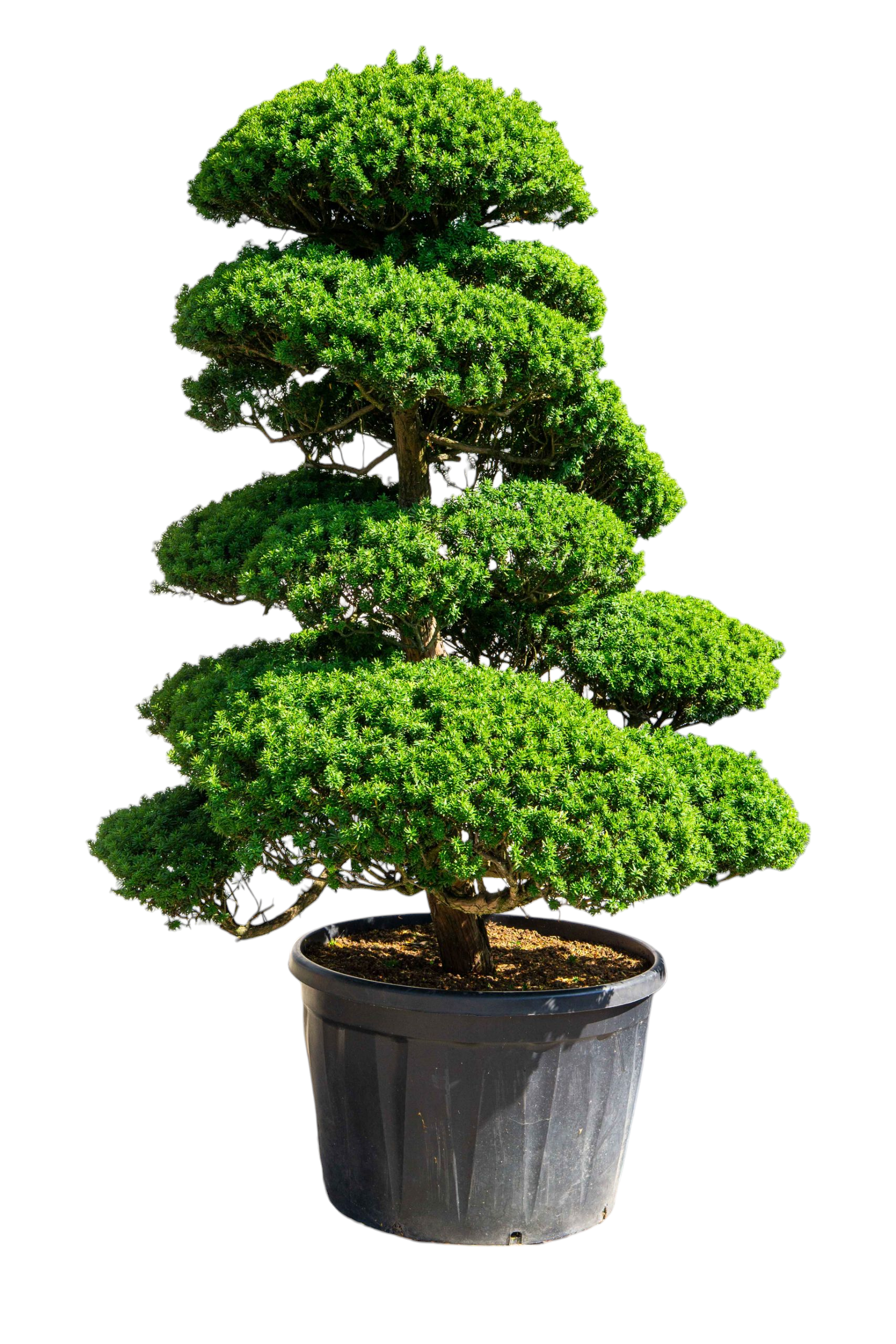 bonsai.fallbackImageTitle