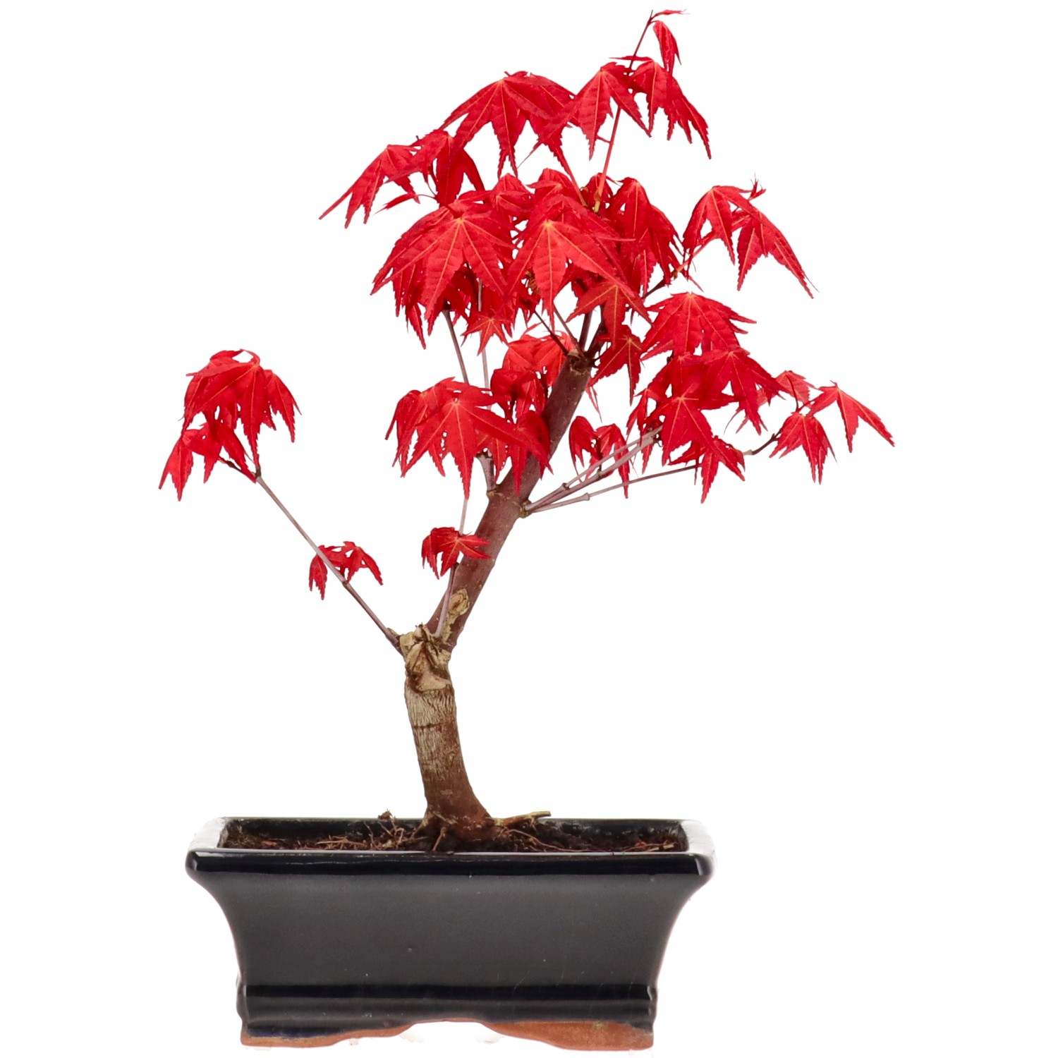 Érable du Japon (Deshojo), greffé, env. 7 ans (24 cm)