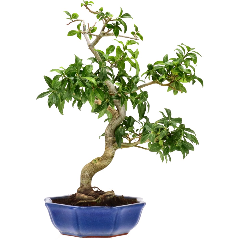 bonsai.fallbackImageTitle