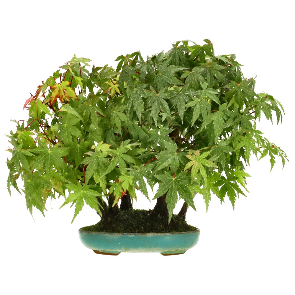 Bergfächerahorn (Yamamomiji), ca. 12 J. (23 cm) Bergfächerahorn (Yamamomiji), ca. 12 J. (23 cm)