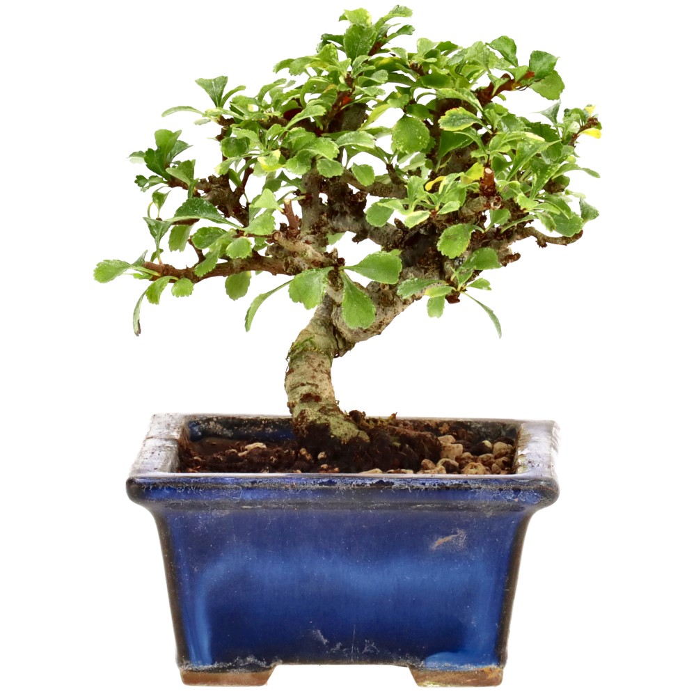 bonsai.fallbackImageTitle bonsai.fallbackImageTitle