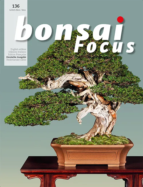Bonsai-Focus 2025 (136), Nov/Dez.
