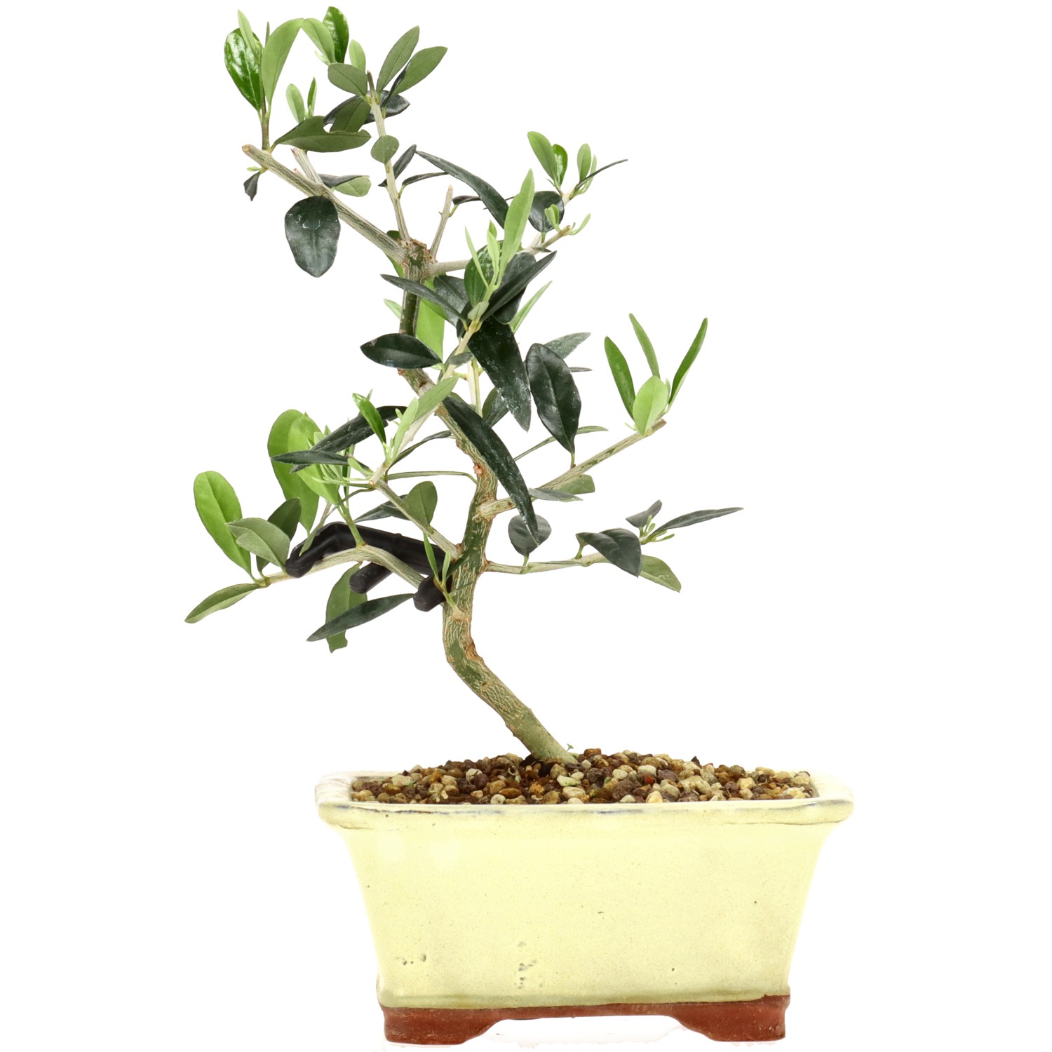 Wildolive, ca. 5 J. (23 cm)