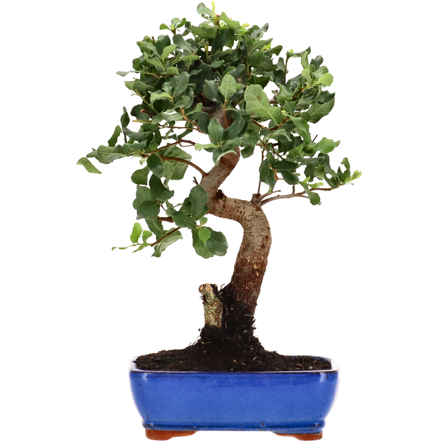 Alcornoque, aprox. 12 años (35 cm)