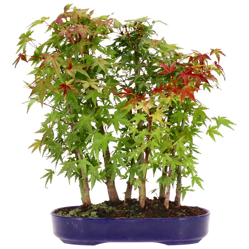 [A020] Érable palmé, env. 6 ans