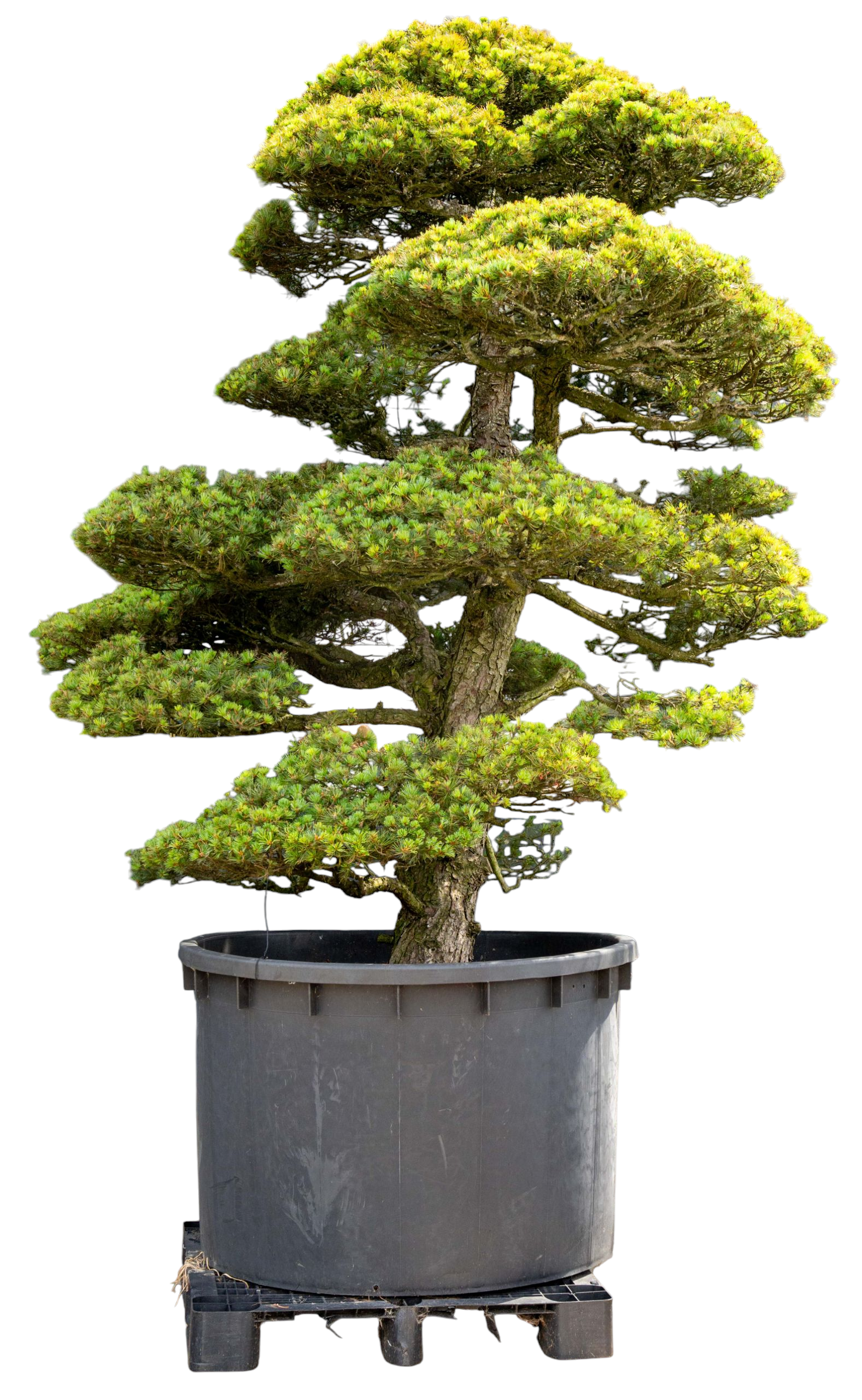 bonsai.fallbackImageTitle