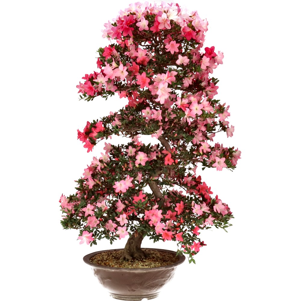 Azalea japónica, aprox. 25 años (110 cm)