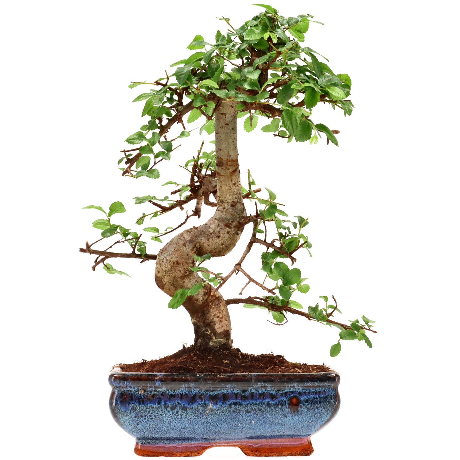 Chin. Ulme, ca. 9 J. (28 cm)