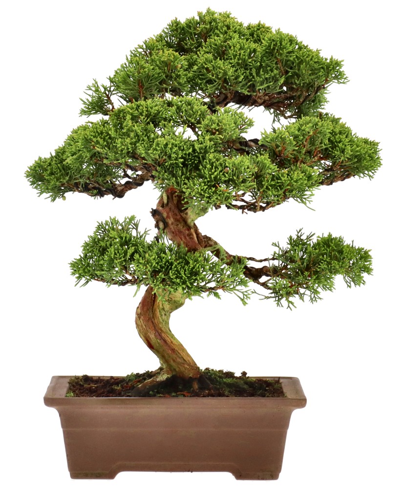 bonsai.fallbackImageTitle bonsai.fallbackImageTitle