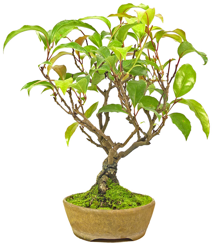 Kugelfaden, ca. 18 J. (36 cm) bonsai.fallbackImageTitle