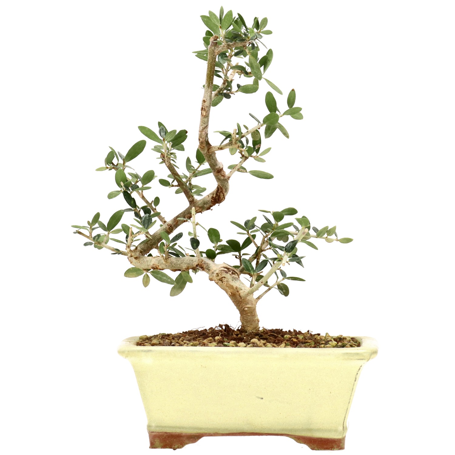 Olea sylvestris, ca. 8 anni (26 cm)