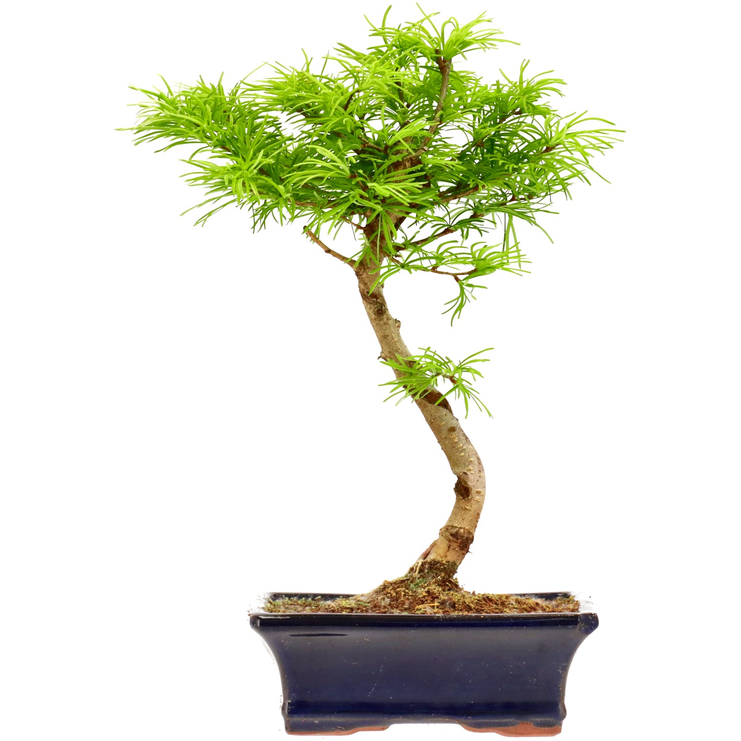 Falso alerce dorado, aprox. 10 años (32 cm)