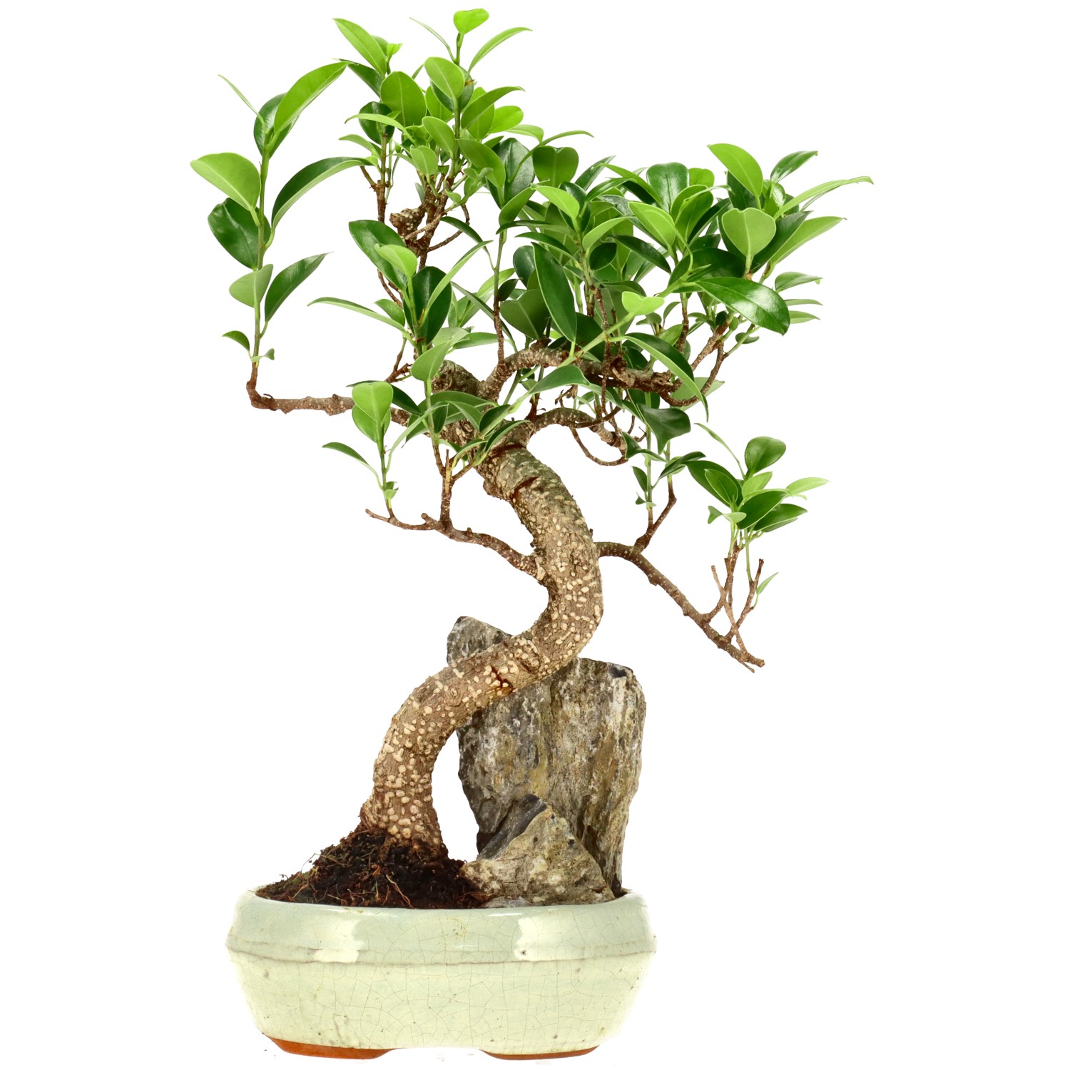 Chin. Feigenbaum (Retusa), ca. 9 J. (31 cm)