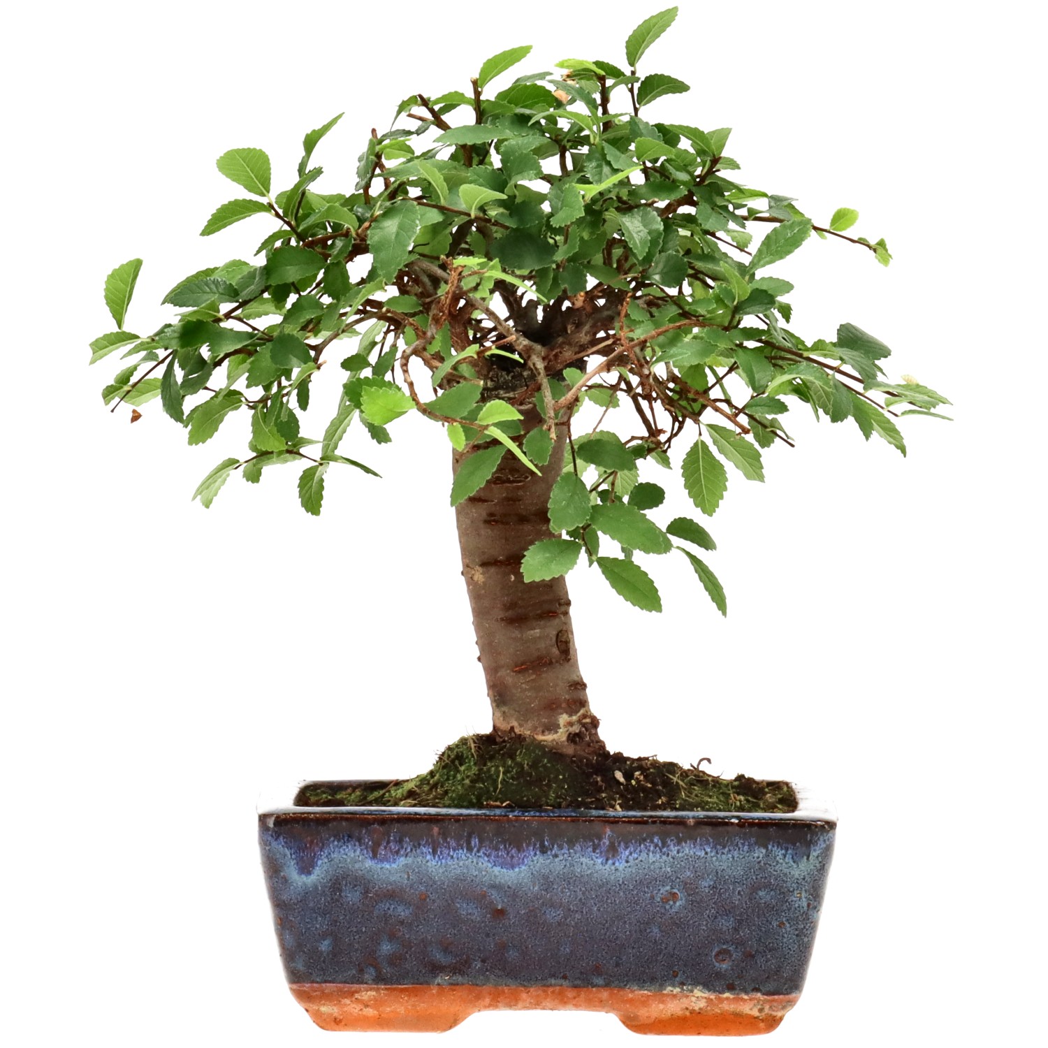 Orme de Chine, env. 7 ans (21 cm)