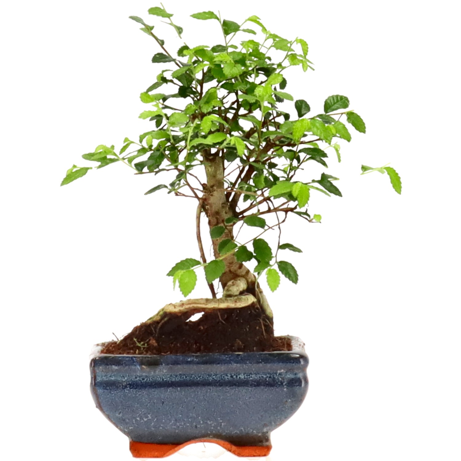 Olmo cinese, ca. 6 anni (19 cm)