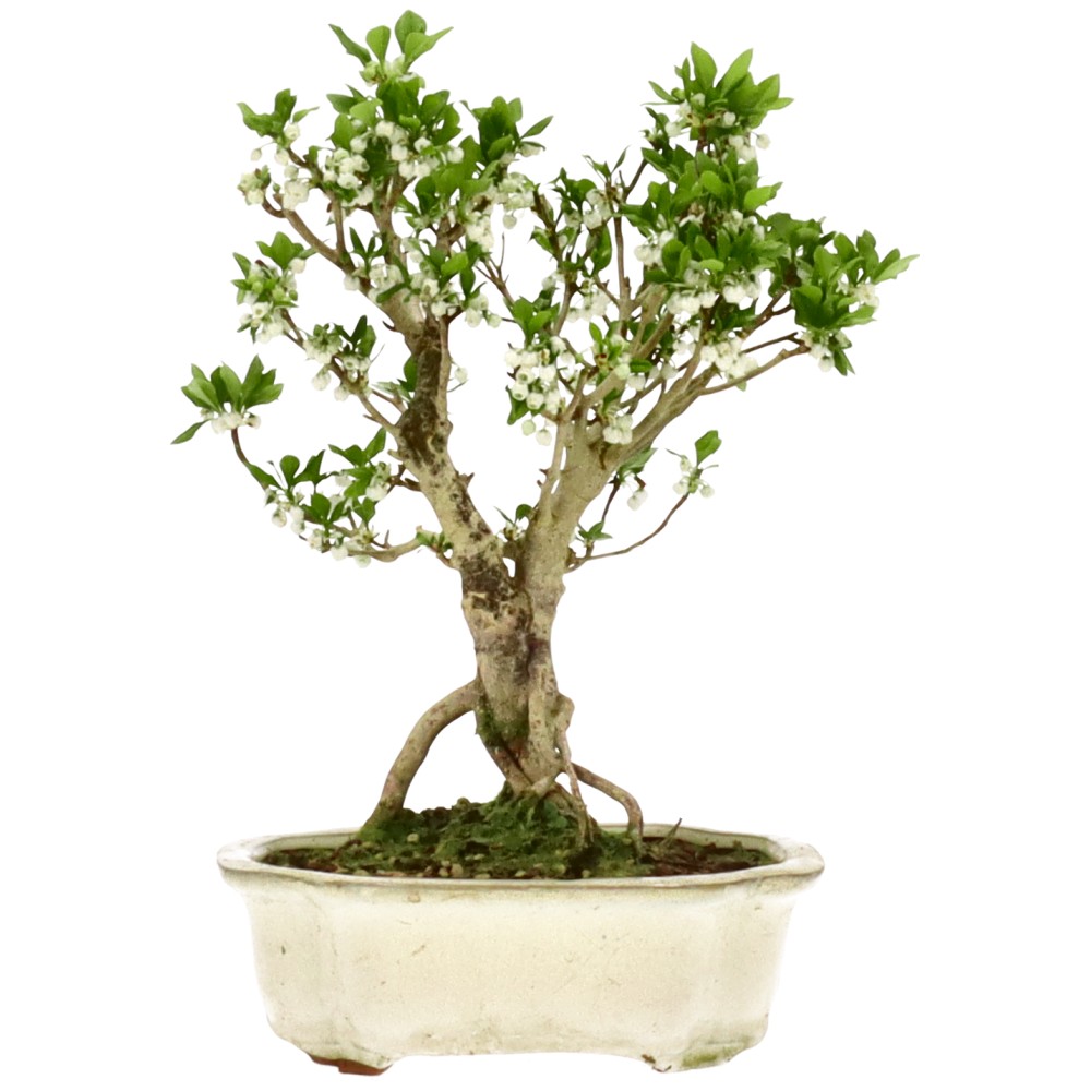 bonsai.fallbackImageTitle bonsai.fallbackImageTitle