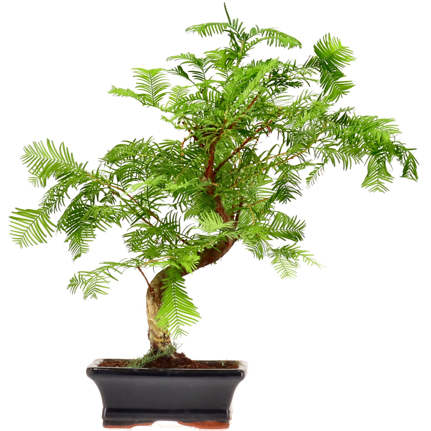 Metasequoia, ca. 8 j. (32 cm)