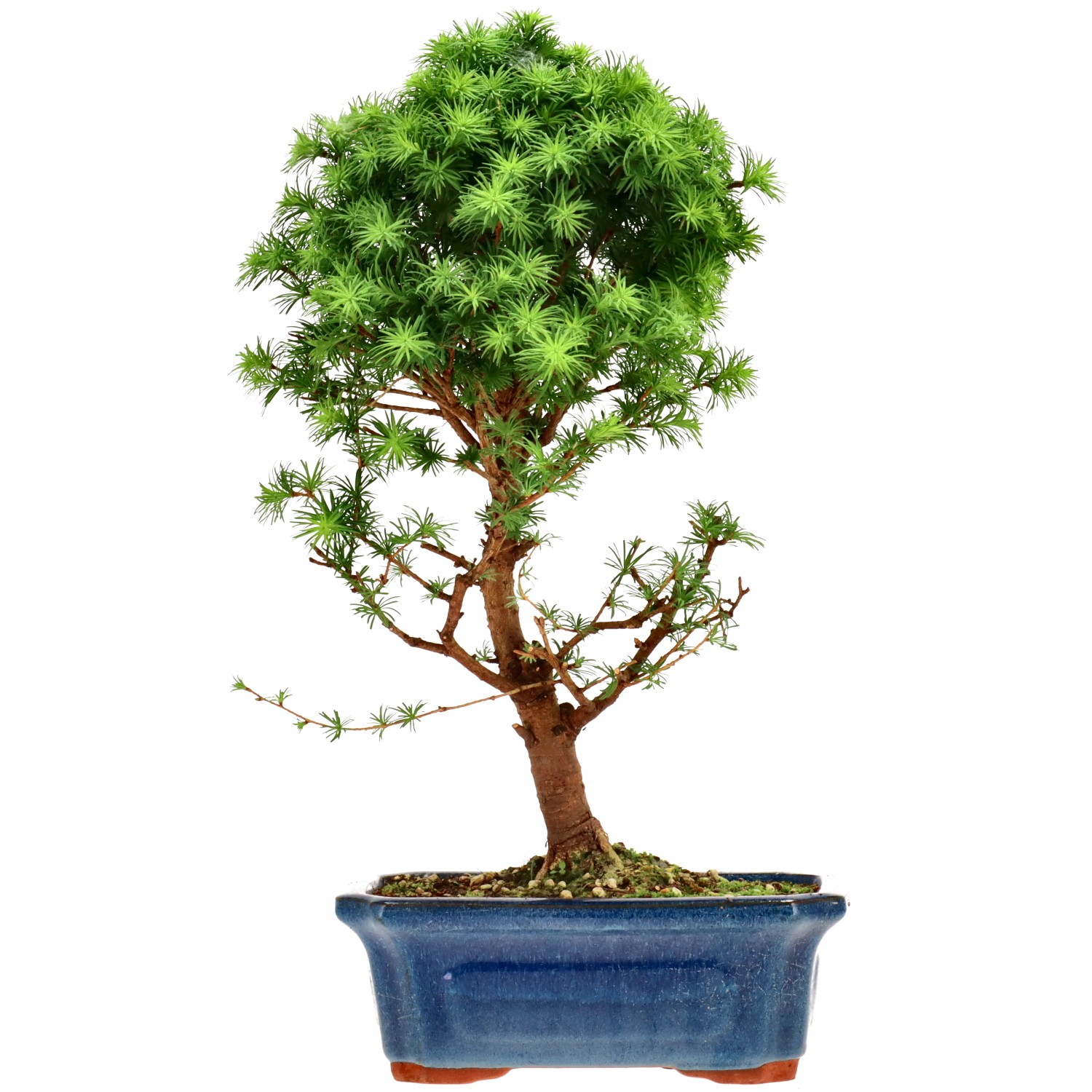 Jap. Lärche, ca. 10 J. (35 cm)