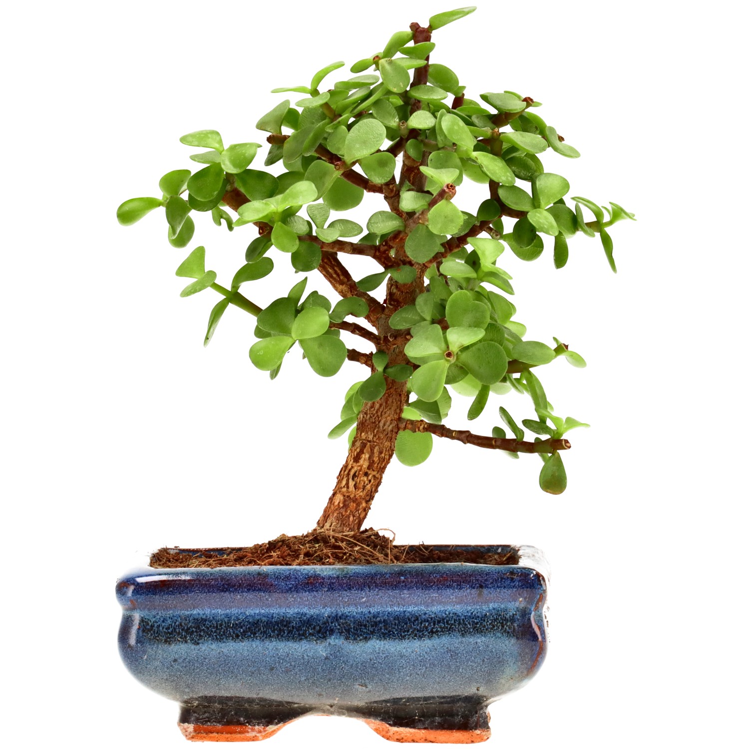 Jadebaum, ca. 7 J. (18 cm)