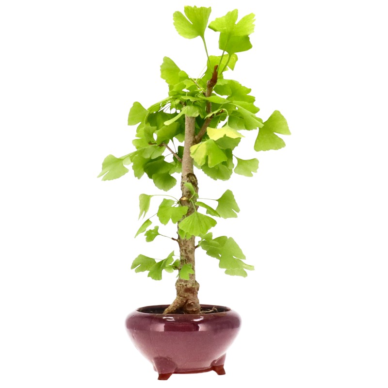 Ginkgo, ca. 12 J. (44 cm) Slider Bild