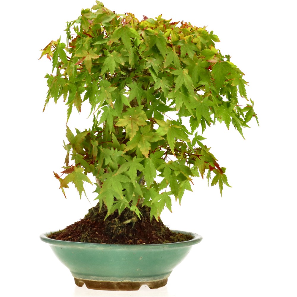 bonsai.fallbackImageTitle bonsai.fallbackImageTitle