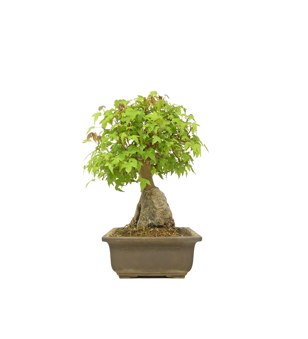 bonsai.fallbackImageTitle bonsai.fallbackImageTitle