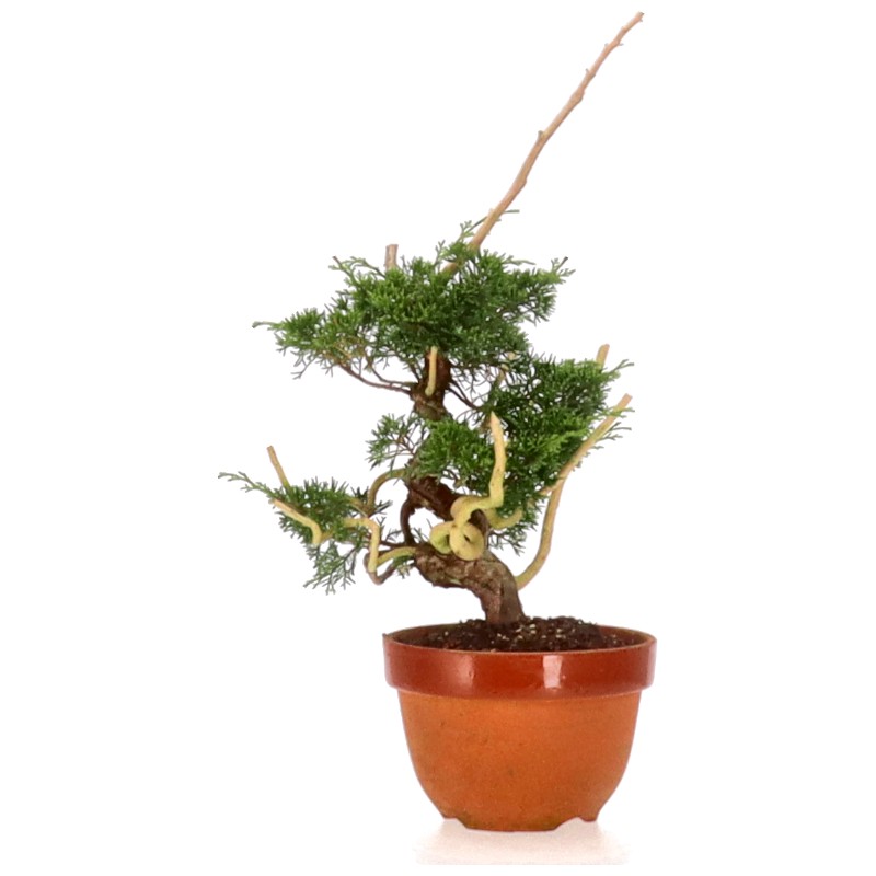 bonsai.fallbackImageTitle bonsai.fallbackImageTitle