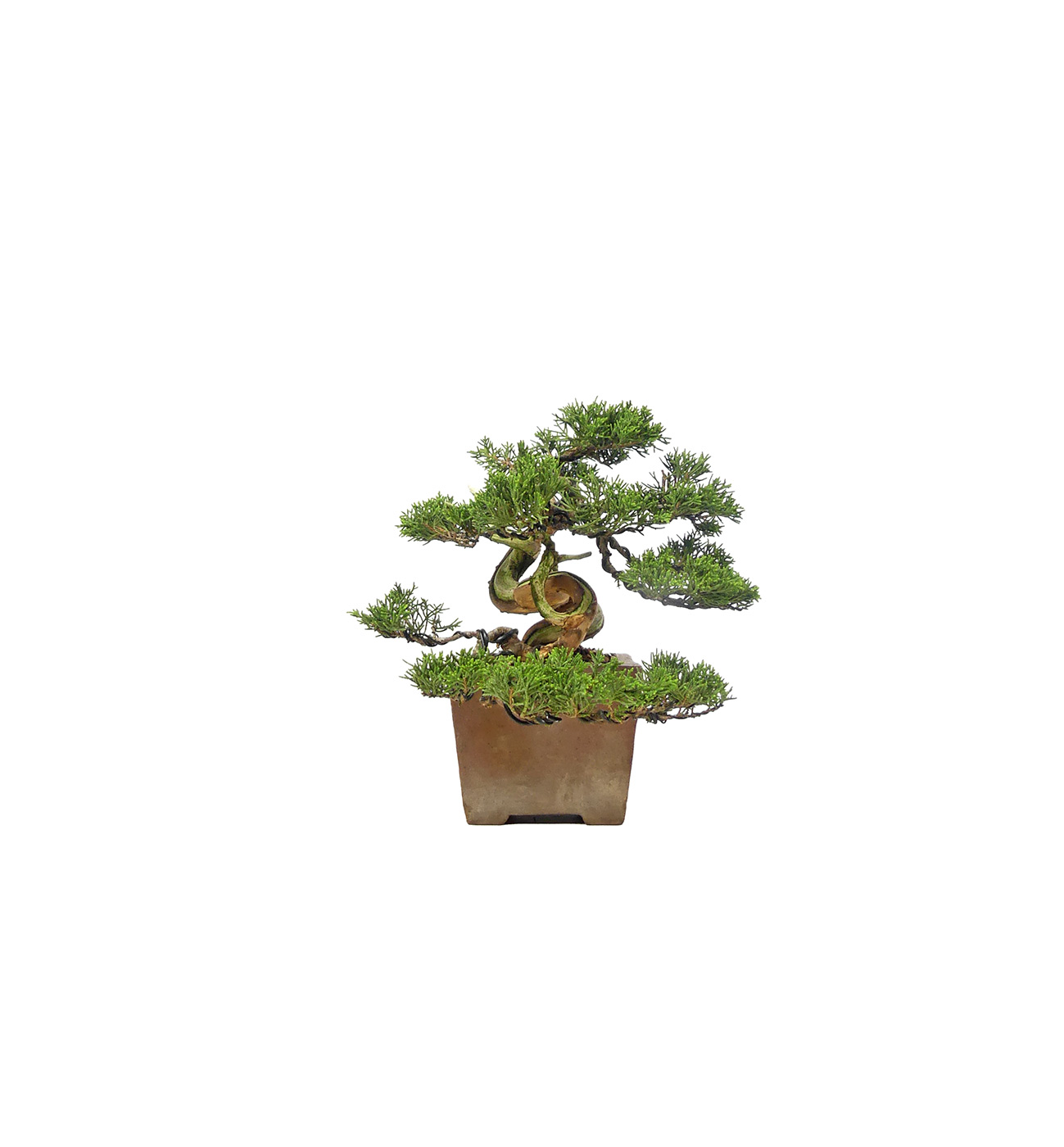 bonsai.fallbackImageTitle bonsai.fallbackImageTitle